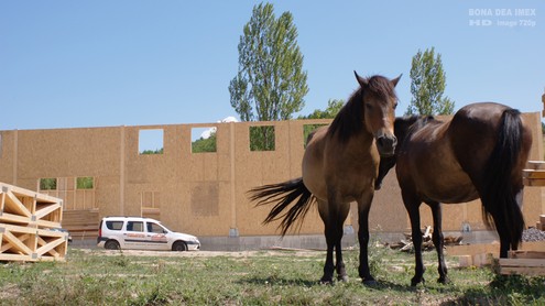 Hale pe structuri din lemn